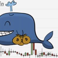 Crypto whale watcher Script